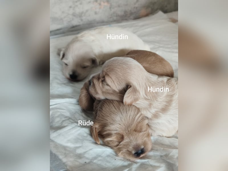 Havermalti x Maltipoo Welpen