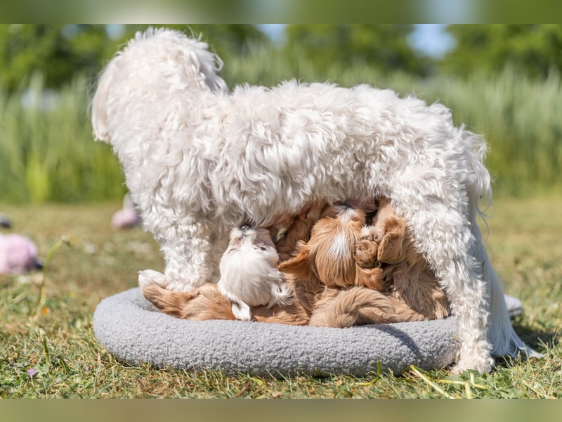 Havermalti x Maltipoo Welpen