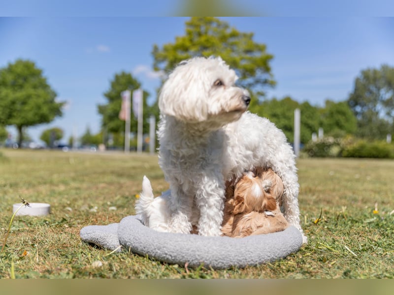 Havermalti x Maltipoo Welpen