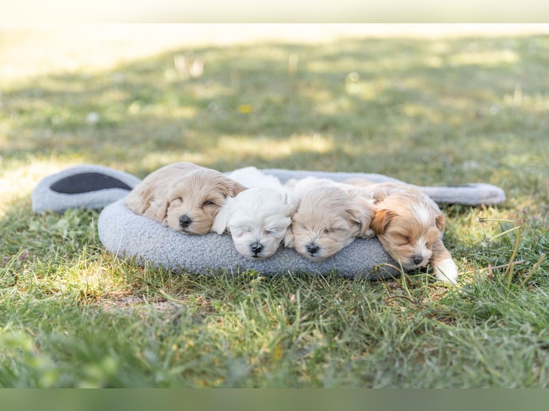 Havermalti x Maltipoo Welpen