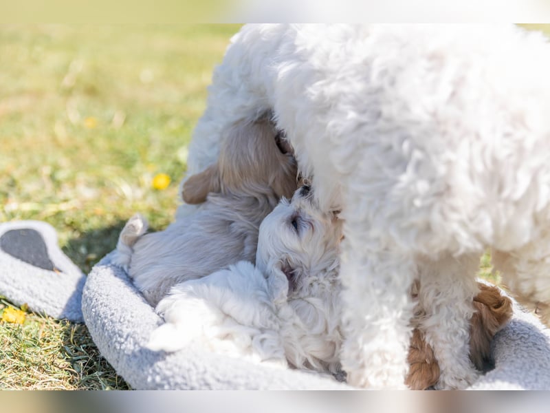 Havermalti x Maltipoo Welpen