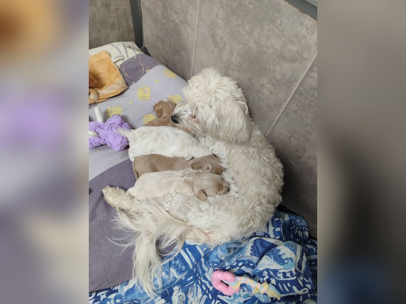 Havermalti x Maltipoo Welpen