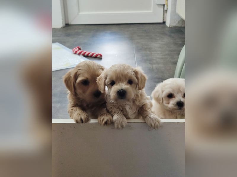 Havermalti x Maltipoo Welpen