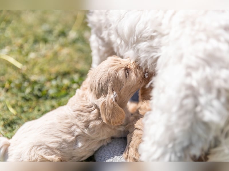 Havermalti x Maltipoo Welpen
