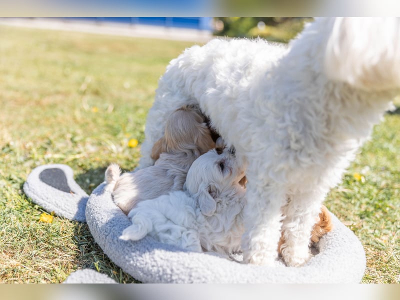 Havermalti x Maltipoo Welpen