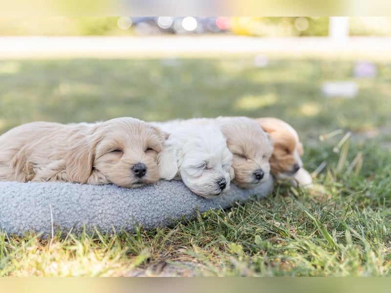Havermalti x Maltipoo Welpen