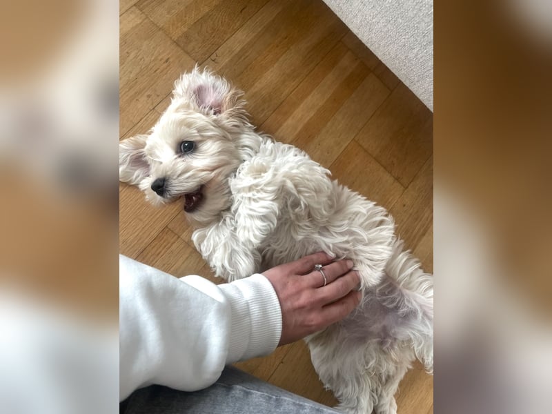 Maltipoo Hündin sehr klein und total lieb