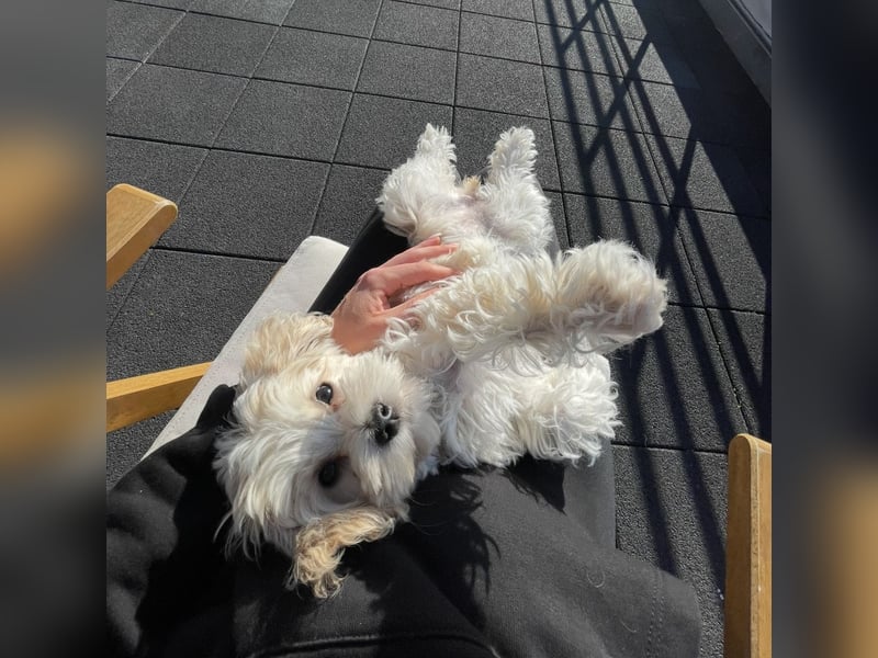 Maltipoo Hündin sehr klein und total lieb