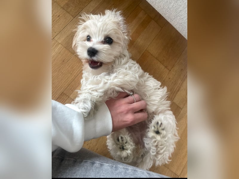 Maltipoo Hündin sehr klein und total lieb