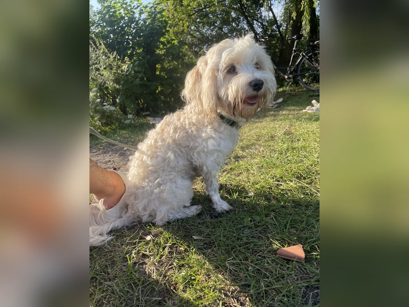 Maltipoo Hündin sehr klein und total lieb