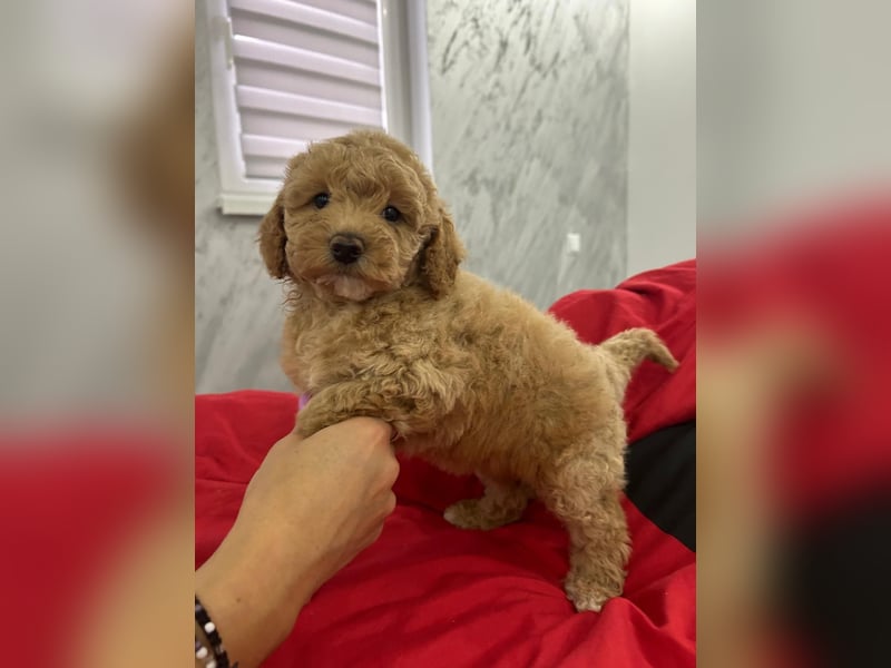 Maltipoo Pudel Malteser Mischling