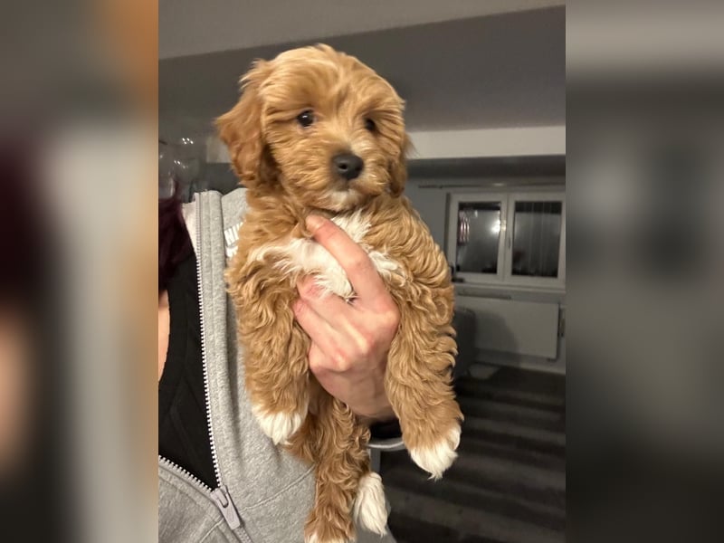 Maltipoo Pudel Malteser Mischling