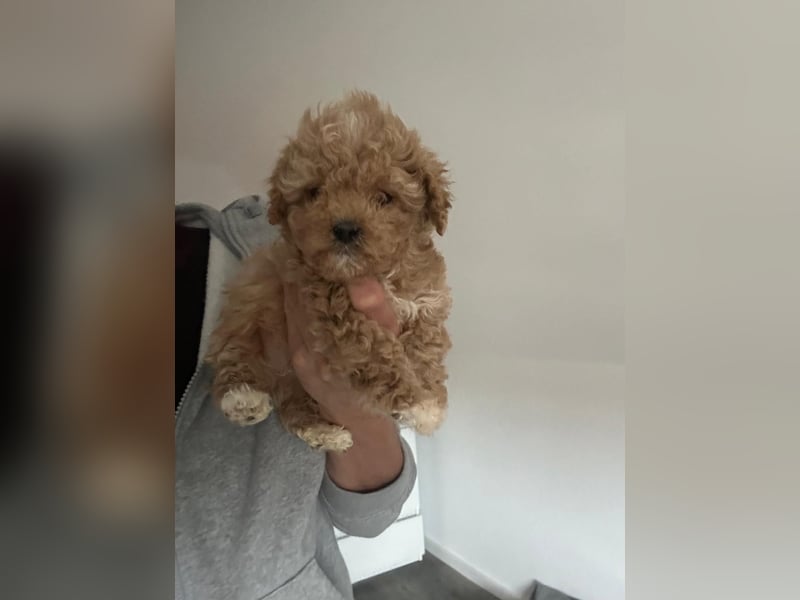 Maltipoo Pudel Malteser Mischling