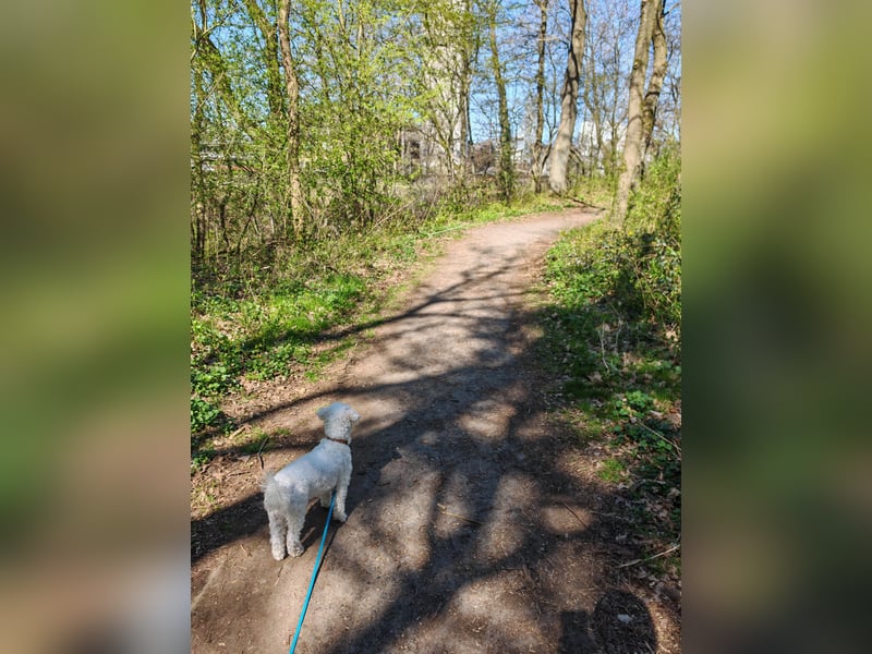 Liebevolle Maltipoo Dame 1,5 Jahre