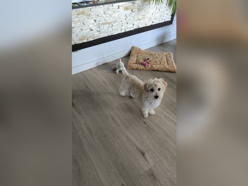 Liebevolle Maltipoo Dame 1,5 Jahre