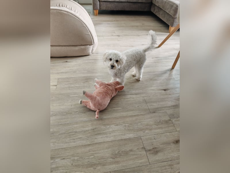 Liebevolle Maltipoo Dame 1,5 Jahre