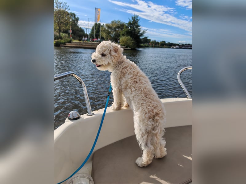 Liebevolle Maltipoo Dame 1,5 Jahre