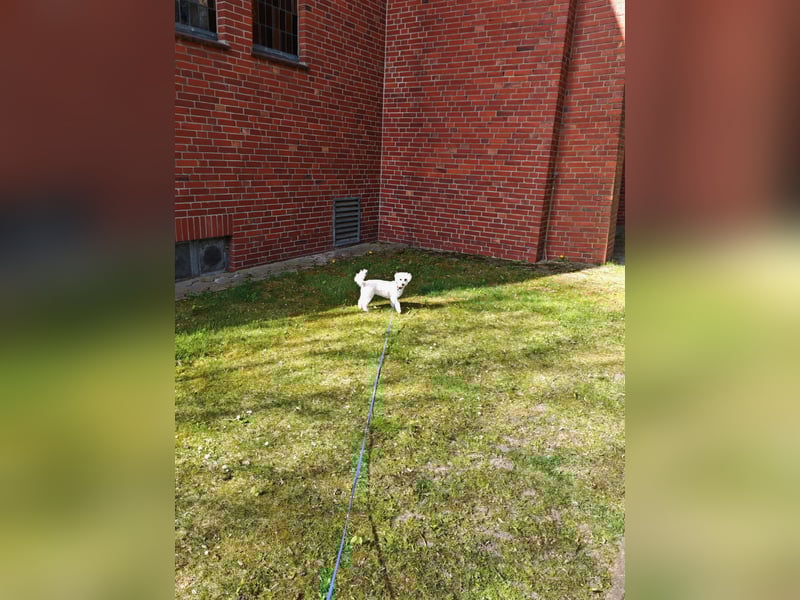 Liebevolle Maltipoo Dame 1,5 Jahre