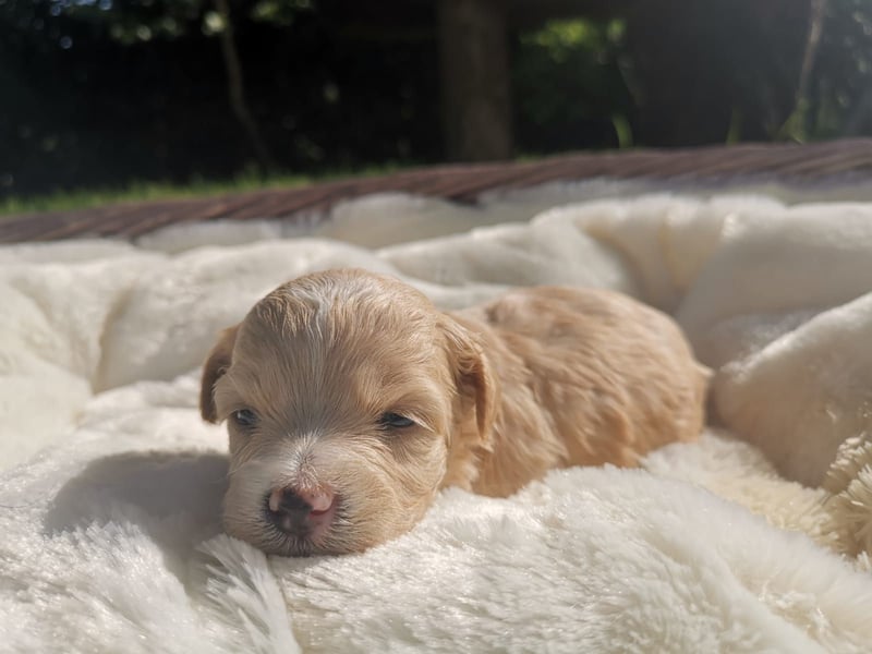 Zuckersüße Maltipoo