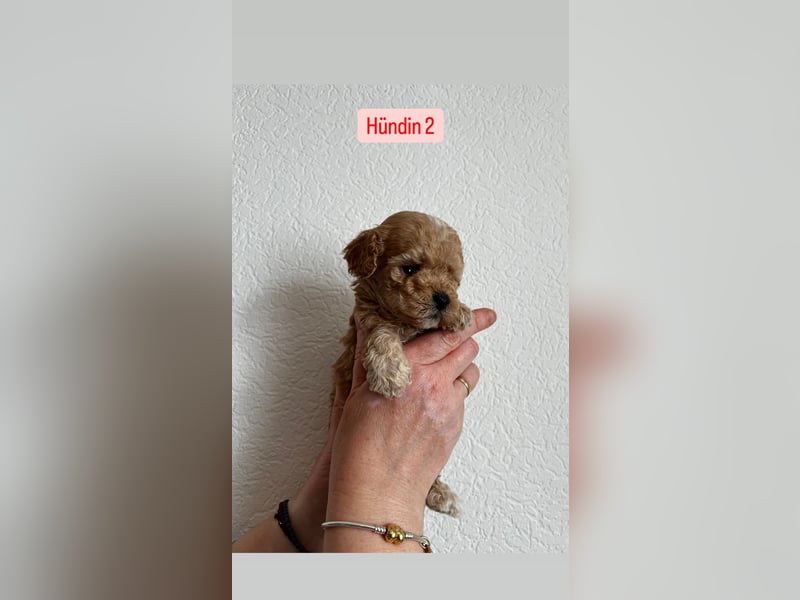Maltipoo Welpen