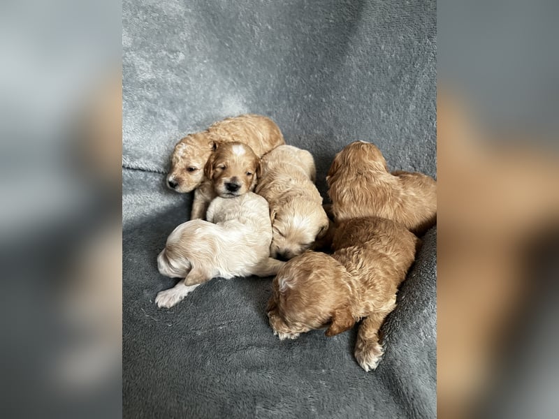Maltipoo Welpen