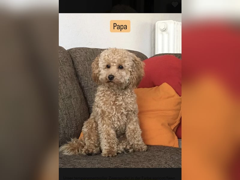 Maltipoo Welpen