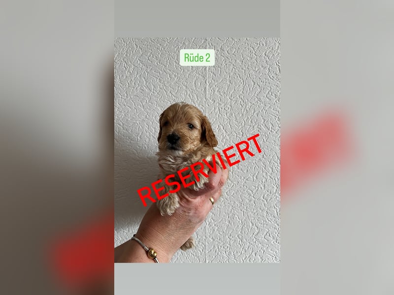 Maltipoo Welpen