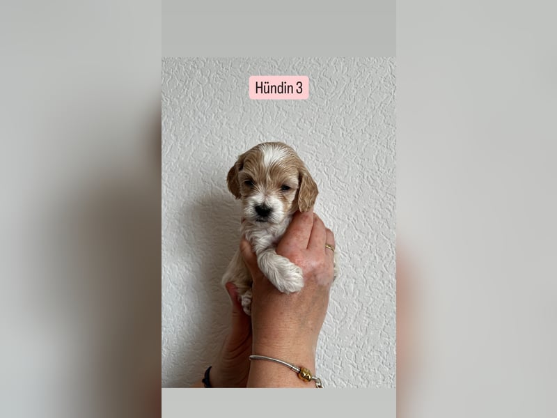 Maltipoo Welpen