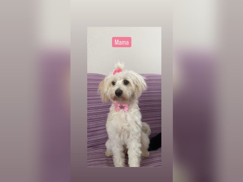 Maltipoo Welpen