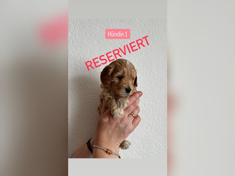 Maltipoo Welpen