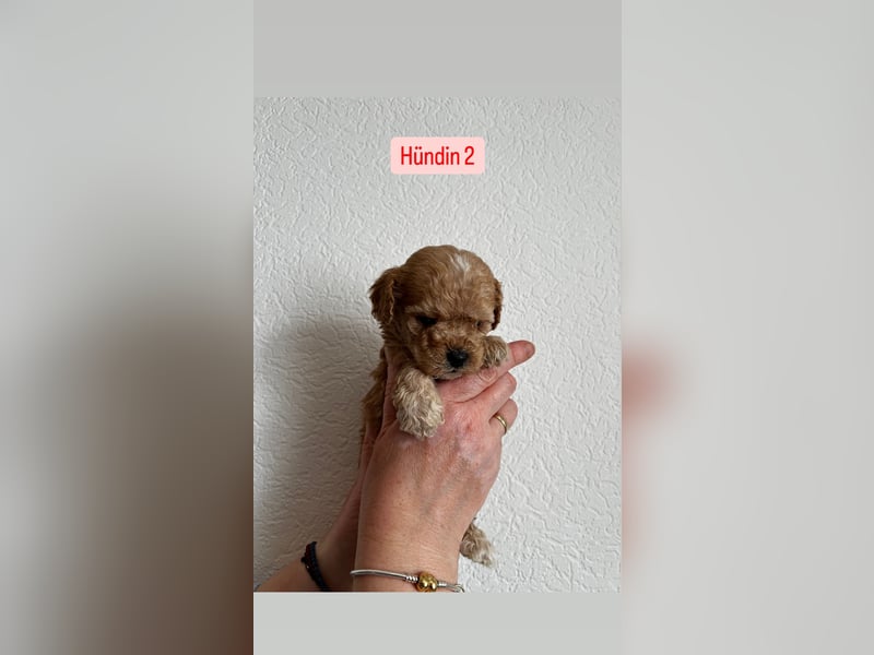 Maltipoo Welpen