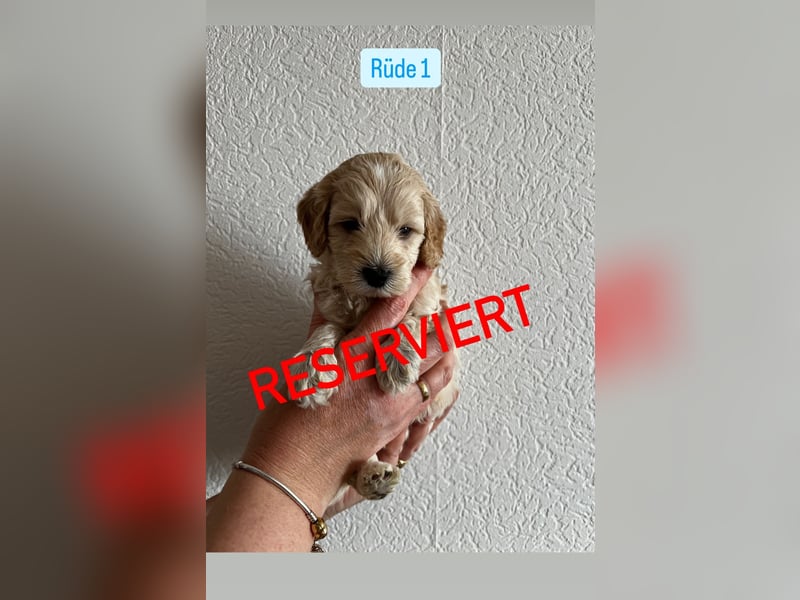 Maltipoo Welpen