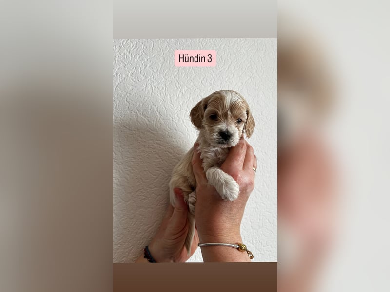 Maltipoo Welpen