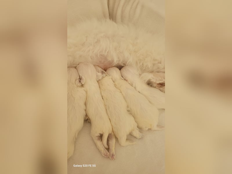 Maltipoo Edelmix