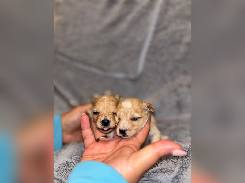 MALTIPOO