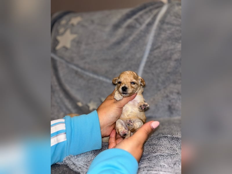 MALTIPOO