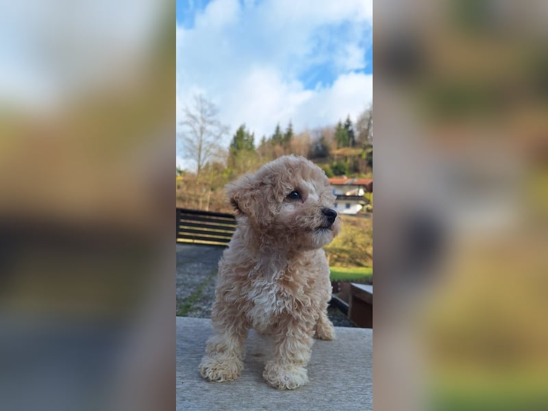 maltipoo Welpen Stammbaum