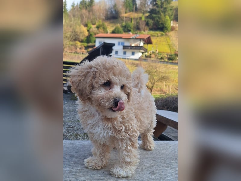 maltipoo Welpen Stammbaum