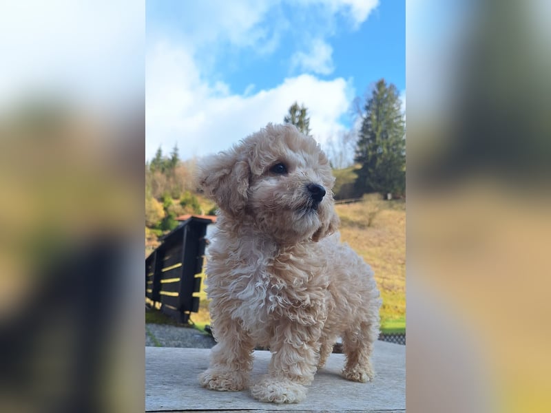maltipoo Welpen Stammbaum