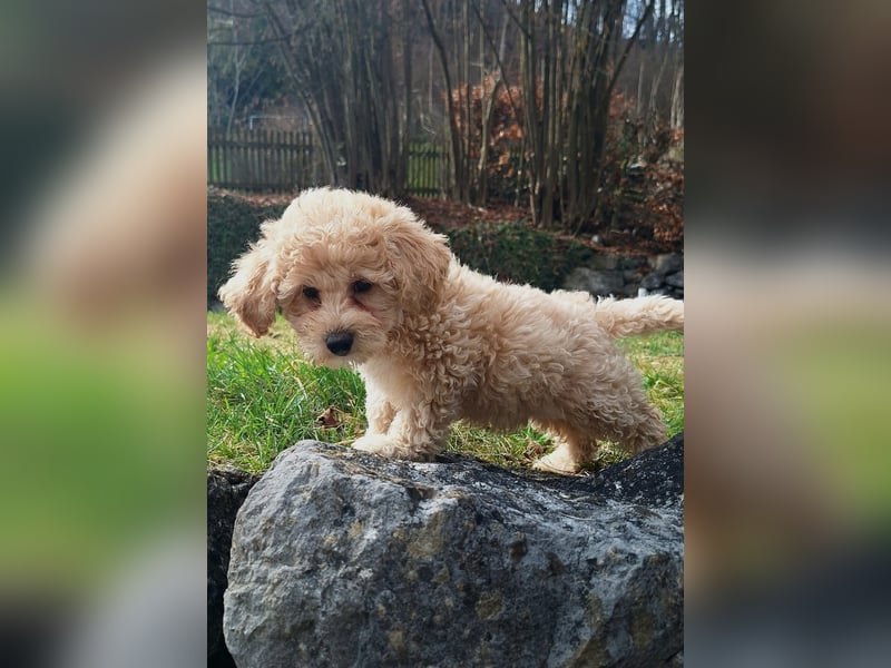 maltipoo Welpen Stammbaum