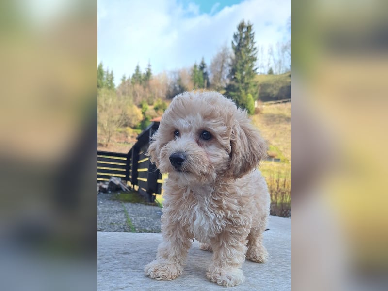 maltipoo Welpen Stammbaum