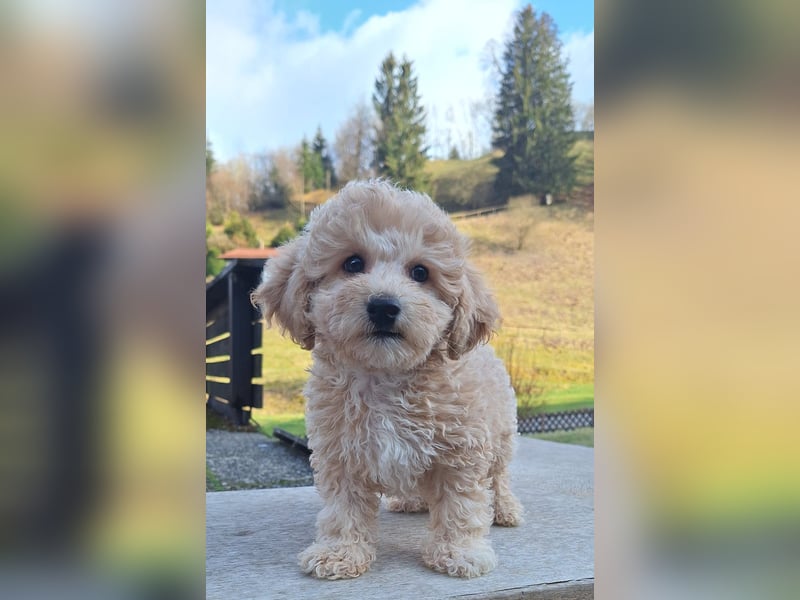 maltipoo Welpen Stammbaum