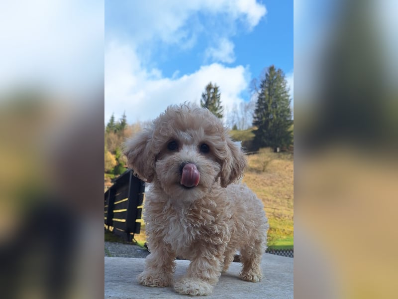 maltipoo Welpen Stammbaum