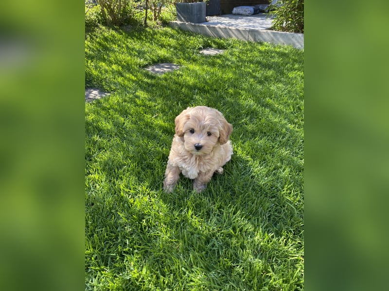 Maltipoo Welpe/Hündin