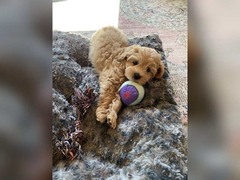 Maltipoo Welpe/Hündin