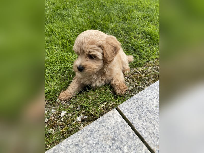 Maltipoo Welpe/Hündin