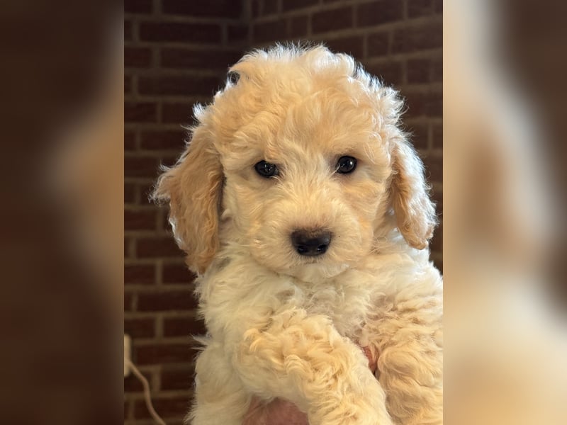 Maltipoo/mini Doodle Welpen