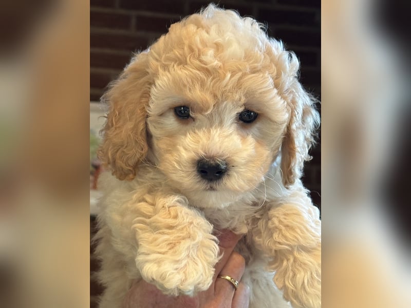 Sehr schöne gesunde Maltipoo/ mini Doodle Welpen