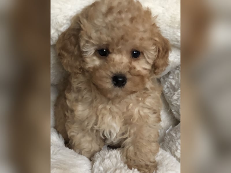 Sehr gesunde Maltipoo welpen in abricot und créme farben.