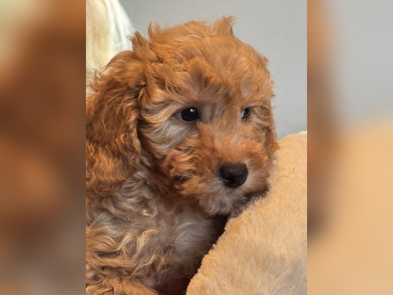 Sehr schöne gesunde Maltipoo/ mini Doodle Welpen